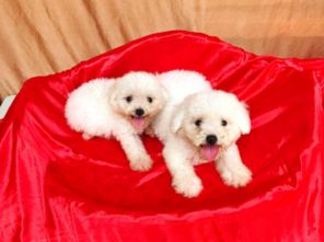 圖 成都精品寵物繁殖基地長期出售比熊幼犬 保證品質健康 成都寵物狗